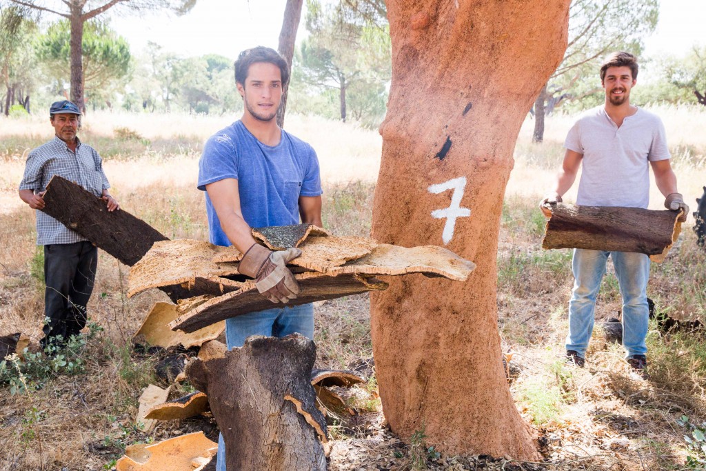De oogst van de kurkeik / Foto Cork Supply