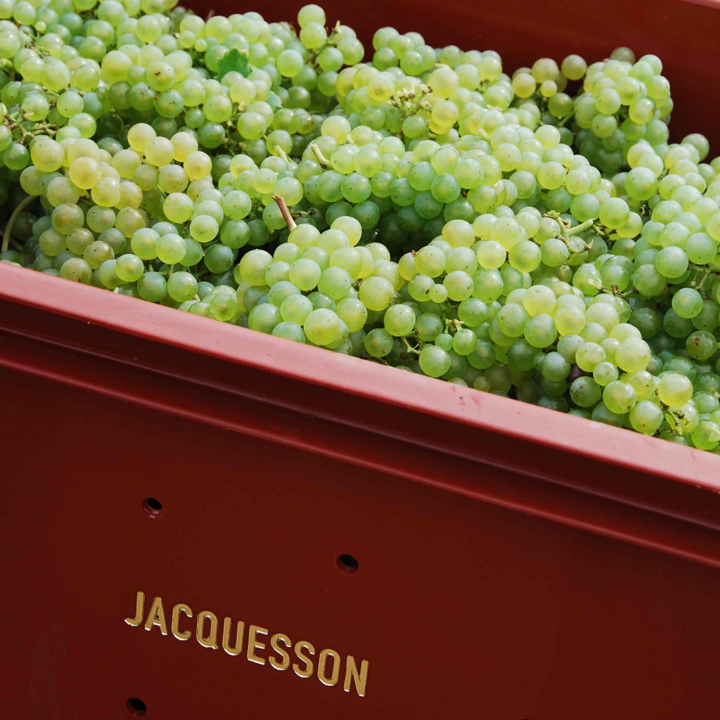 De druivenoogst bij Champagne Jacquesson / foto SG
