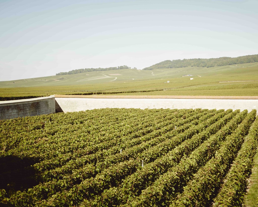 De wijngaard Clos Ambonnay / foto Krug - Jenny Zarins