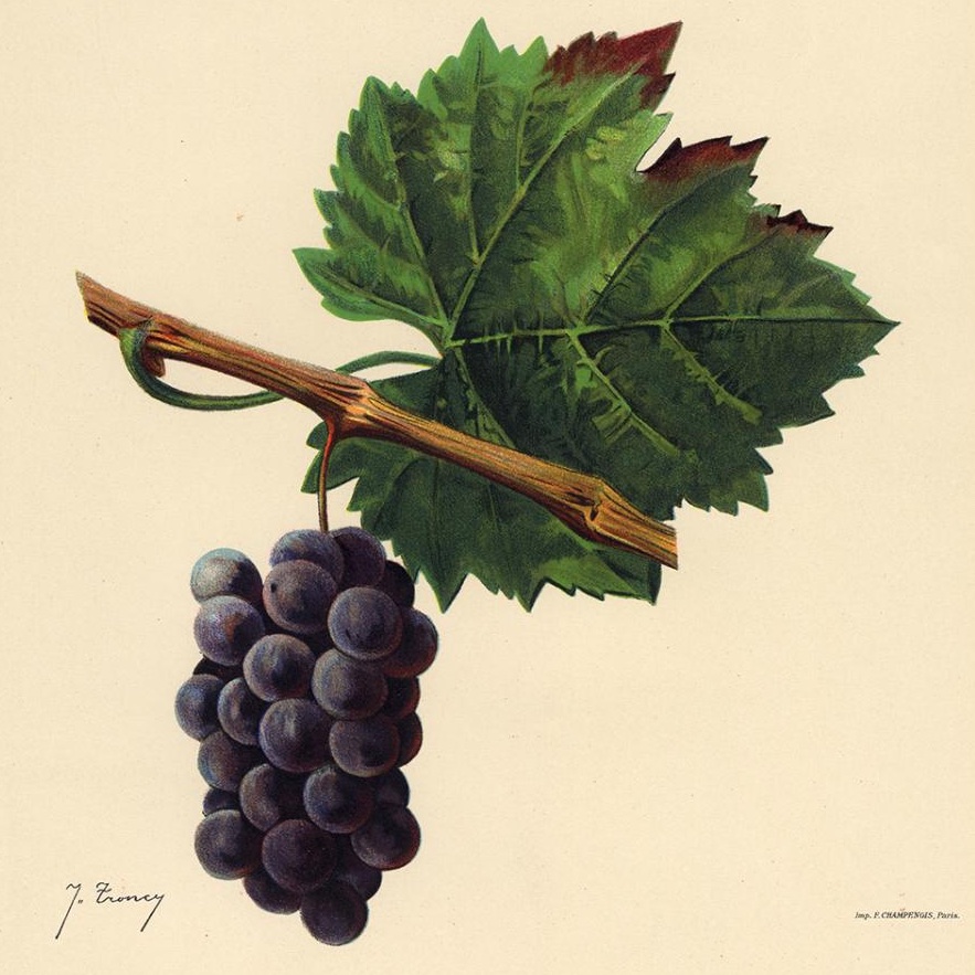 Een oude gravure uit het boek 'Ampelographie, Traite general de Viticulture’ van Viala and Vermorel
