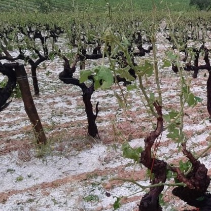Foto website WineIntelligence