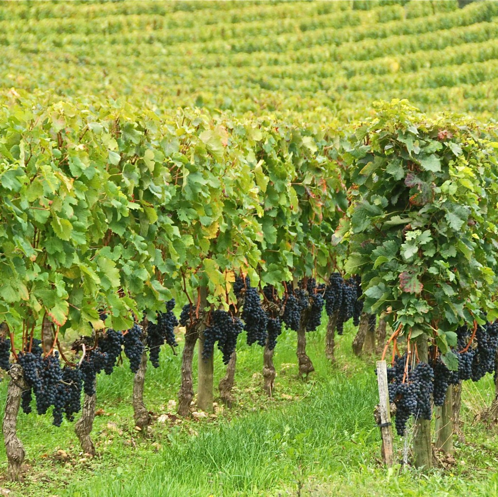 L'été indien 2014 à Pomerol (Photo Stéphane Godfroid)