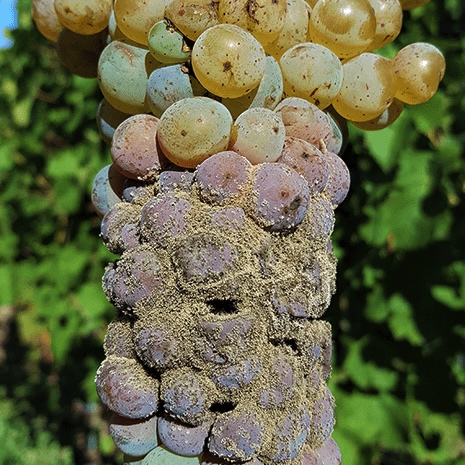 De vernielende schimmelziekte botrytis cinerea.