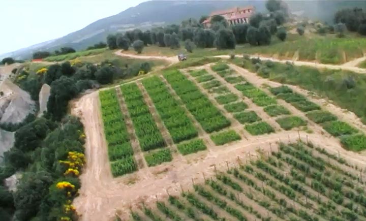 De lapjes van de bonsaiwijngaard / foto's Illy