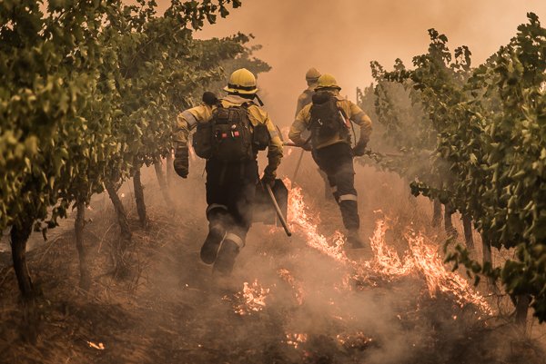 Brandweerlui lopen door de wijngaarden / Foto News24