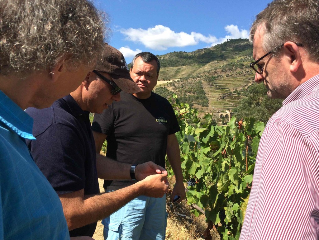 Samen met invoerder Geert Leyns van Alhambra en wijnmaker Carlos Lucas wordt de rijpheid van de druiven geproefd op Quinta das Tecedeiras.
