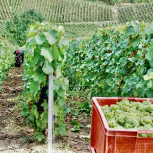 Oogst in Champagne viel nooit vroeger