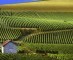 DOSSIER CHAMPAGNE - Champagne in de wereld