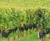 Le millésime 2014 dans le bordelais, une histoire extraordinaire