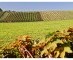 Belgische wijnproductie verdubbelde in 2013