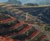 Prioratwijnen mogelijk duurder door tekort aan druiven