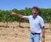 Druivenoogst in Penedès start al begin augustus