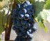 Dirk Grandry Winebrokers