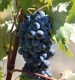 Dirk Grandry Winebrokers