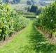 WineMaker Wijngaard Liemau